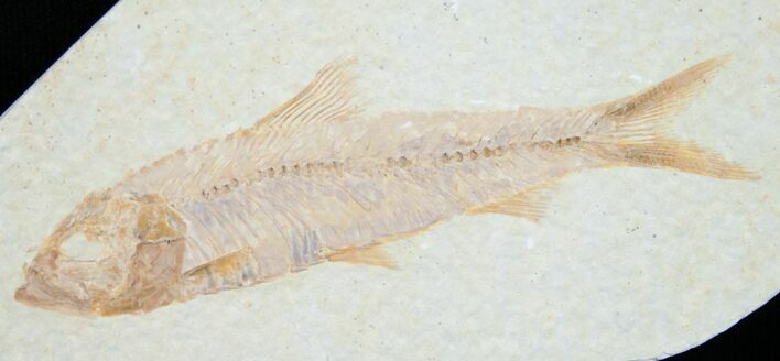 Knightia Fossil Fish - Wyoming #7544